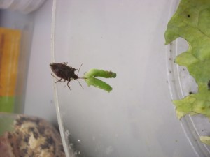 adult feeding on a caterpillar