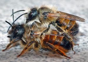 Red mason bees - photo by Andre Karwath