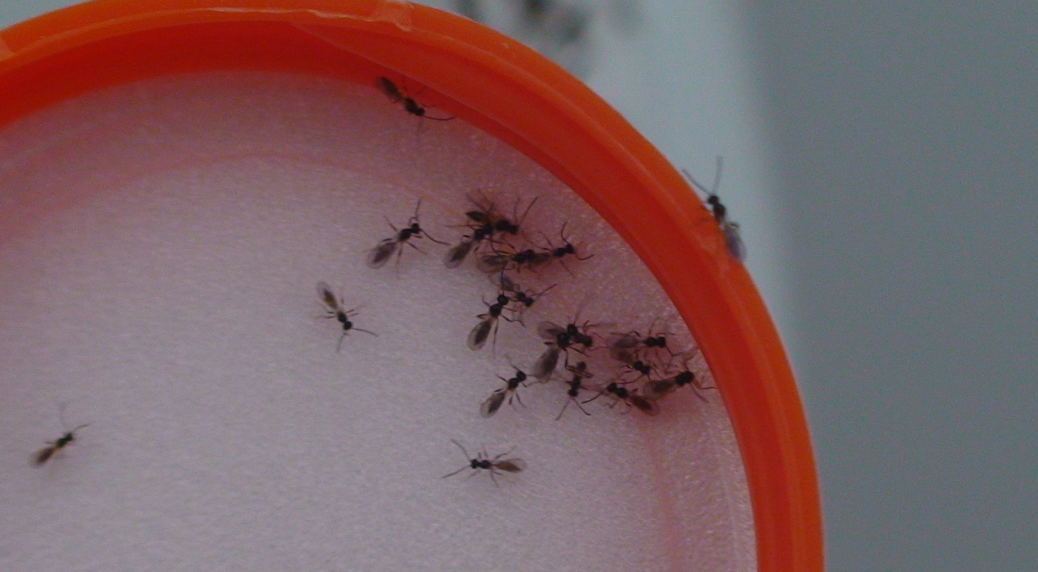 Aphidius matricariae, a parasitic wasp of small aphids