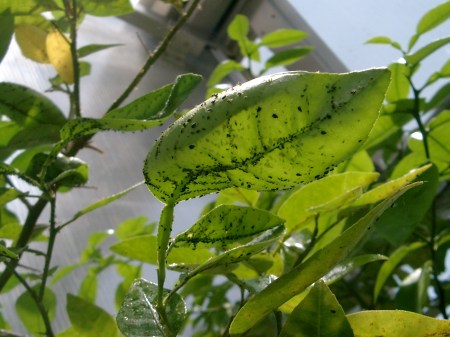 Citrus aphids on n orange tree.