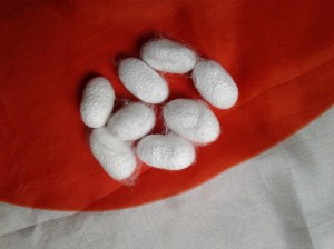 silk cocoons