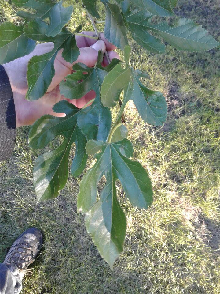 mulberry-leaves