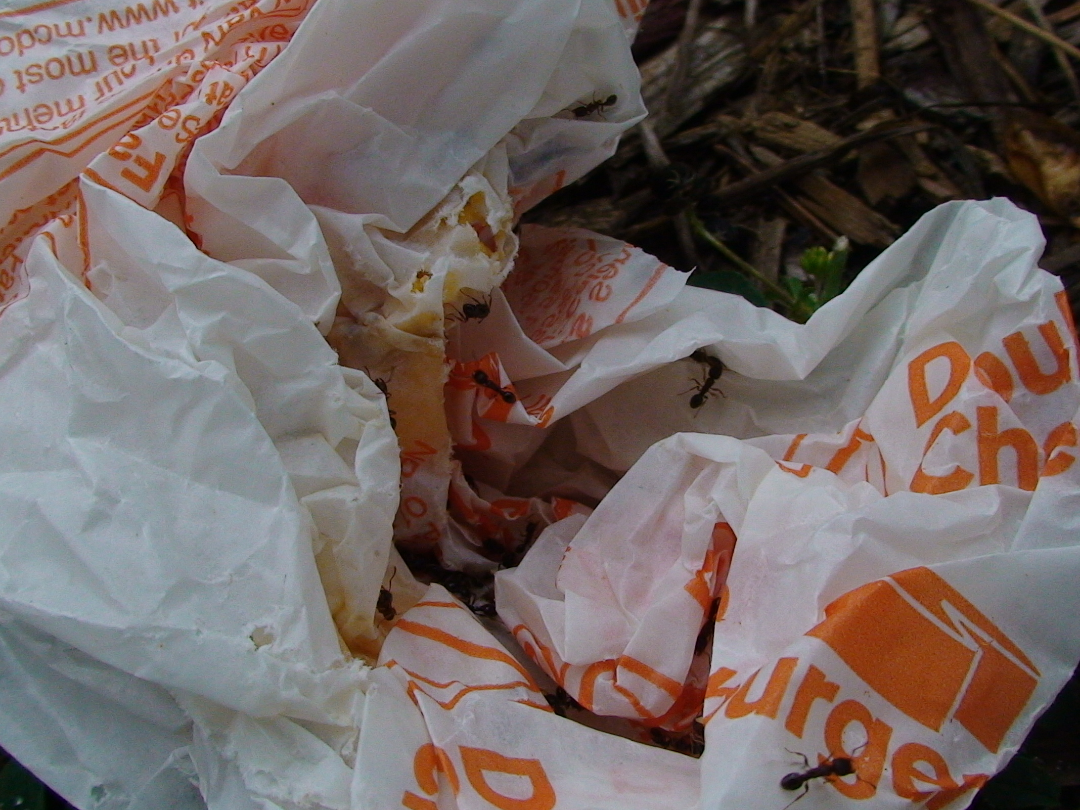 Wax hamburger wrapper, with ants