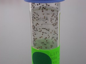Aphidius colemani adults emerging inside a plastic bottle
