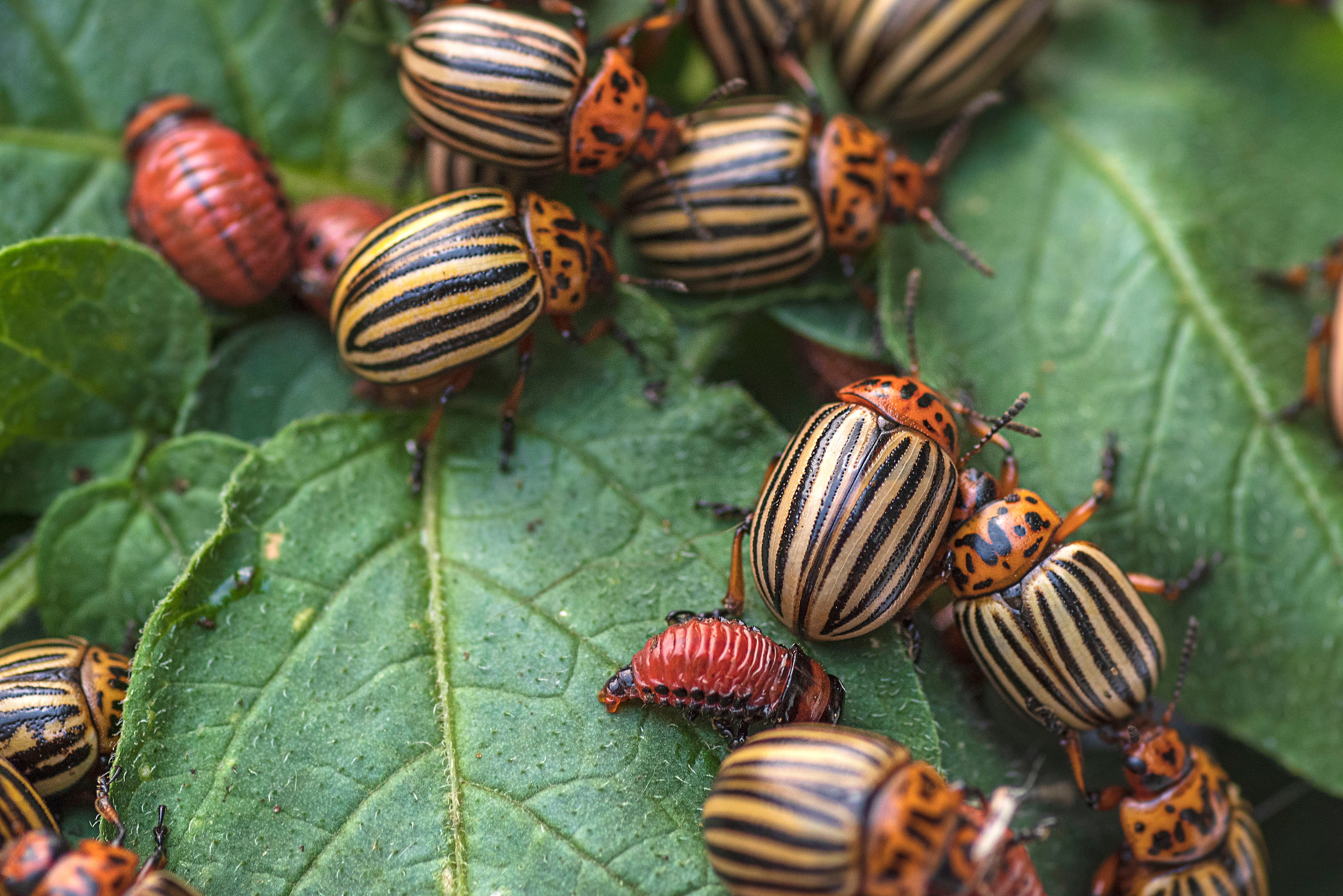 Potato bugs on foliage of potato in nature, natural background, close view.Colorado beetle eats a potato leaves young.Colorado potato beetle on a light background.Many Colorado potato beetle.