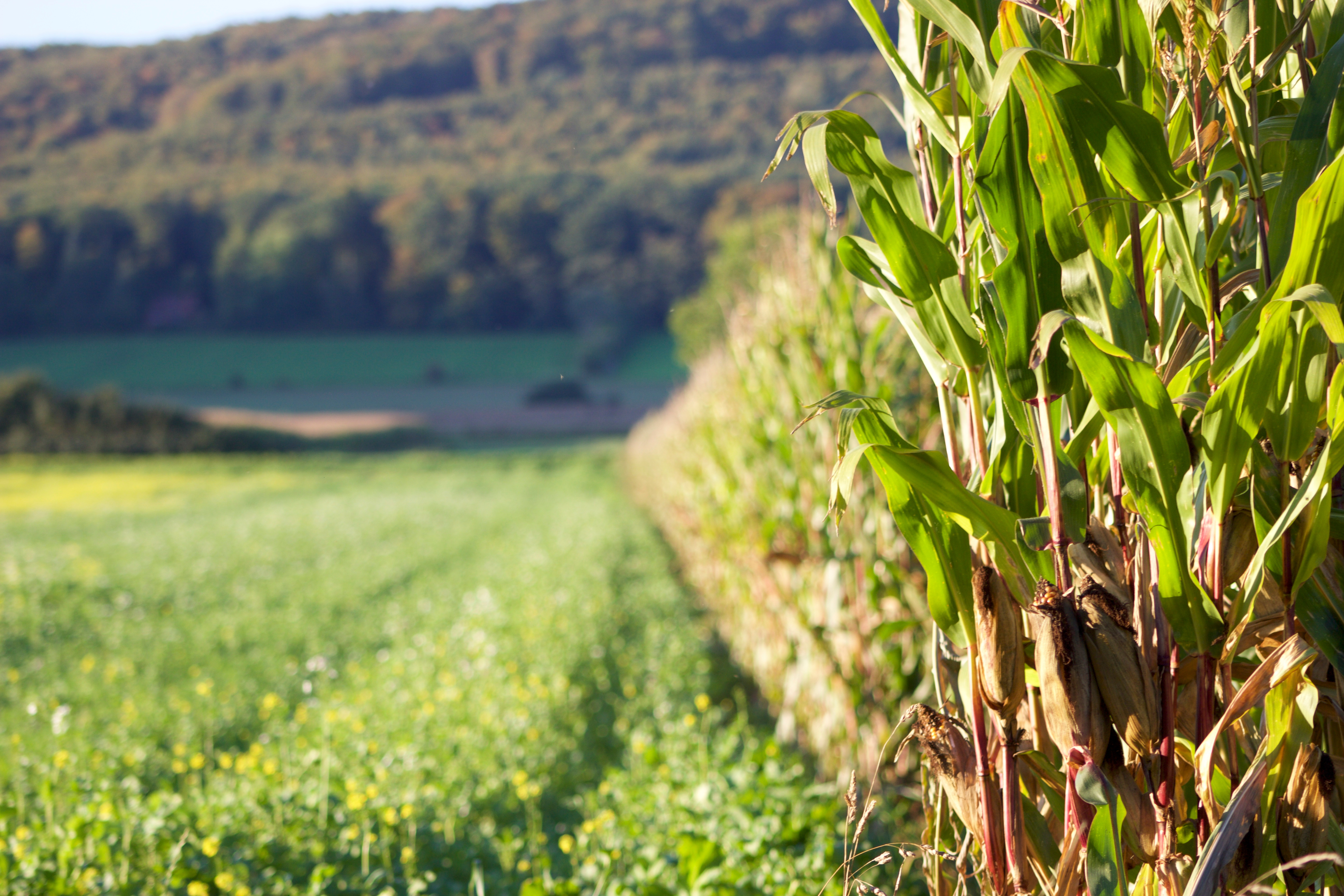 Close-up Of Crops Growing On Field