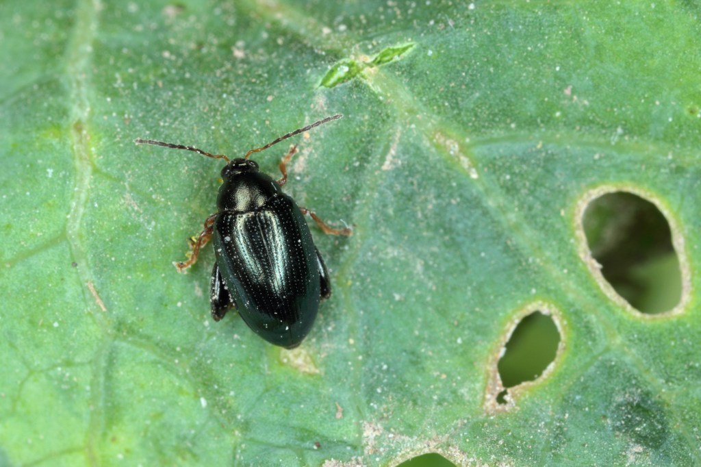 Adult flea beetle with chewing leaf damage