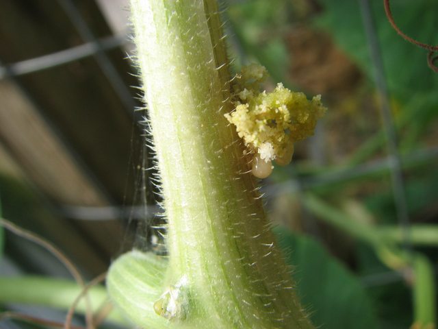 frass-squash-vine-borer
