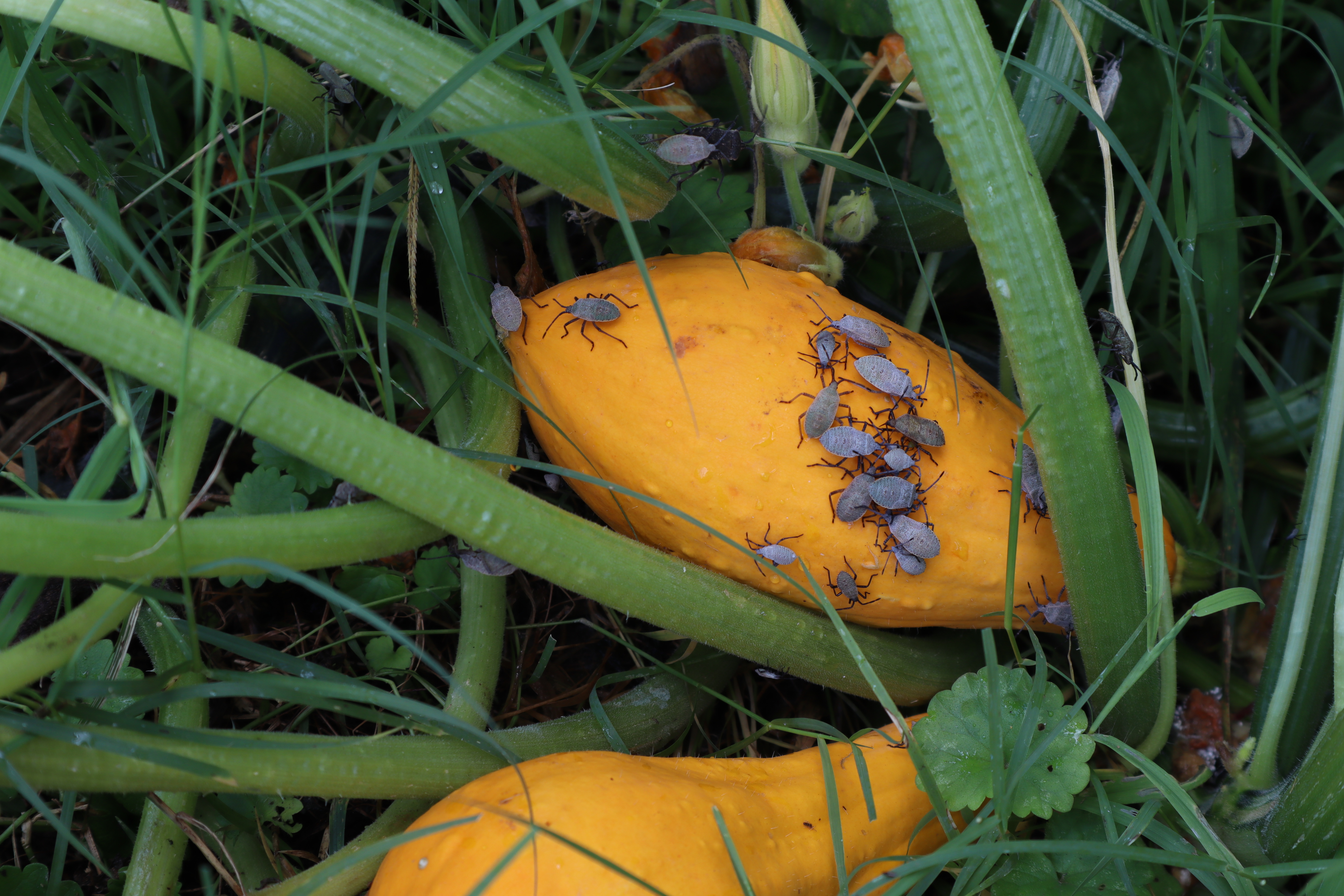 A yellow summer squash plant infested with squash bugs in a gard