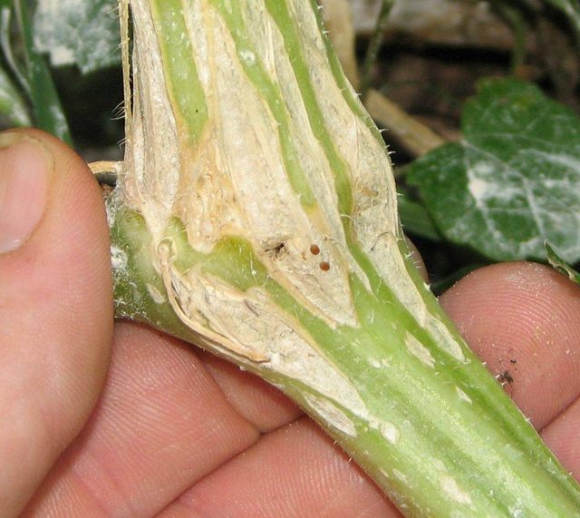 squash-vine-borer-eggs-closeup