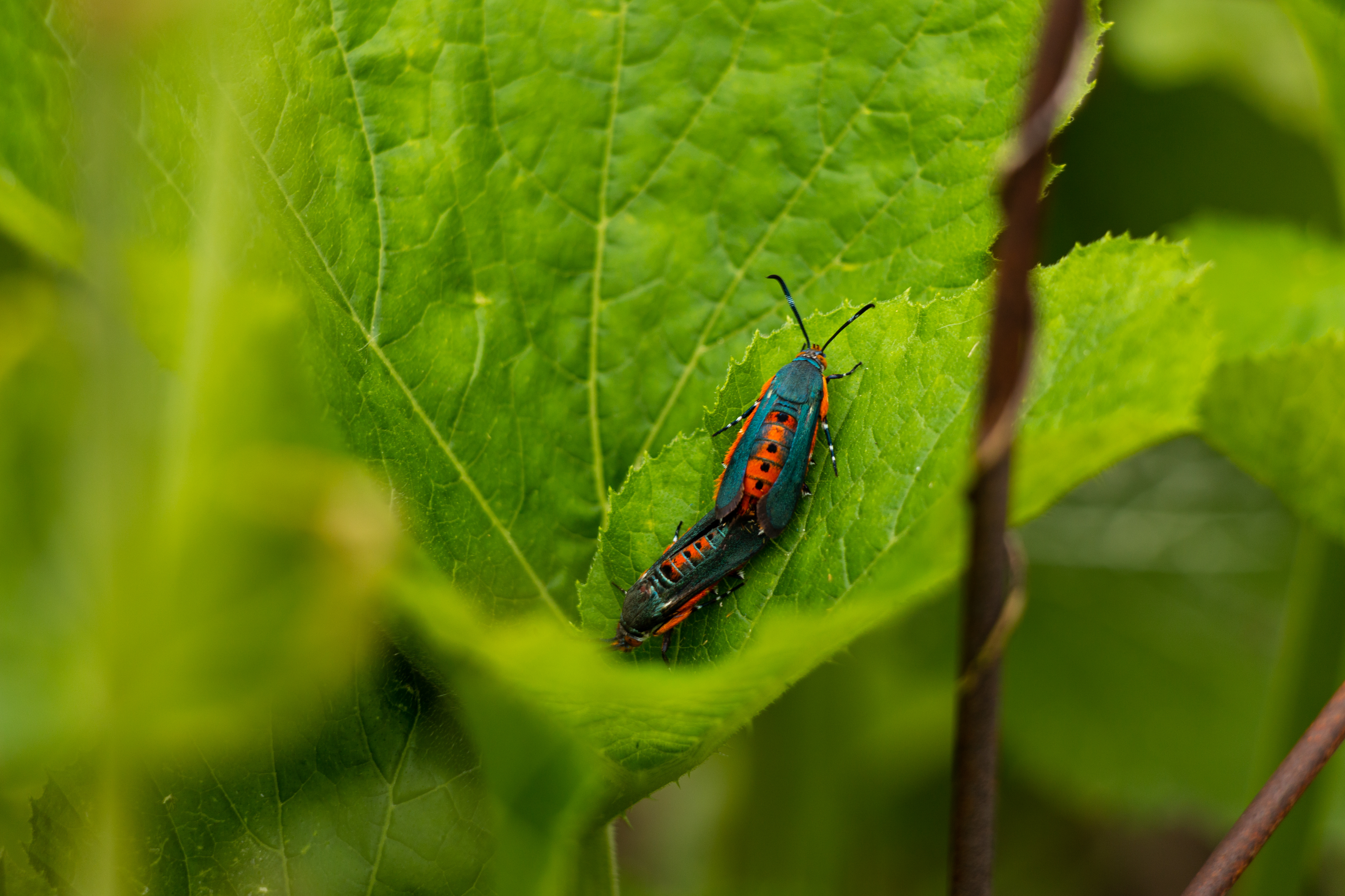 Two Squash Vine Borer Moths on Squash Plant Leaf: Garden Pests