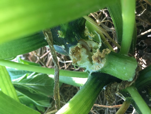 squash vine borere burrowing
